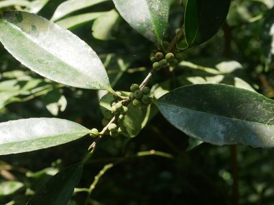 Ilex ficoidea, photographed by Jacy Chen