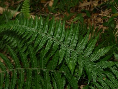 Amauropelta glanduligera, photographed by Jacy Chen