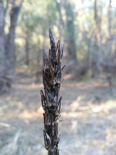 Haemodorum spicatum, photographed by Helium Luo