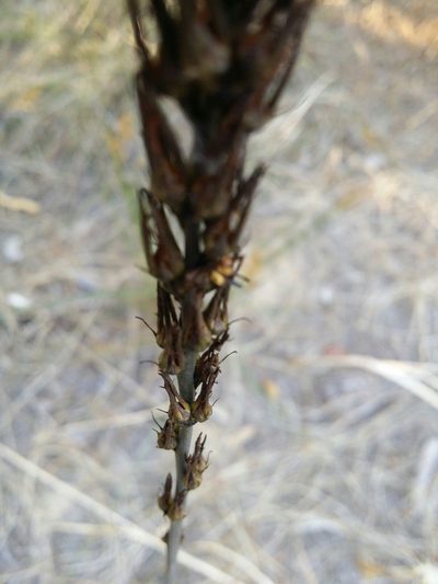 Haemodorum spicatum, photographed by Helium Luo