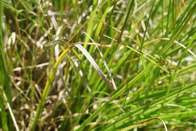 Carex iynx, photographed by Ben Fisher