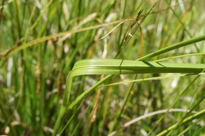 Carex iynx, photographed by Ben Fisher