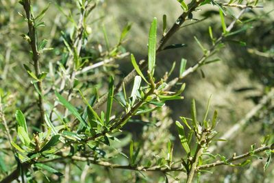 Melicytus dentatus, photographed by Ben Fisher