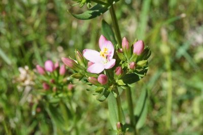 Centaurium tenuiflorum, photographed by Ben Fisher