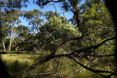 Cassinia aculeata, photographed by Ben Fisher