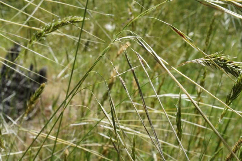 Austrostipa pubinodis, photographed by Ben Fisher