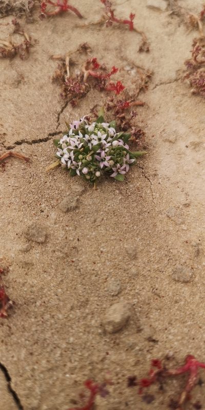 Lobelia quadrisepala, photographed by leandra-k_89