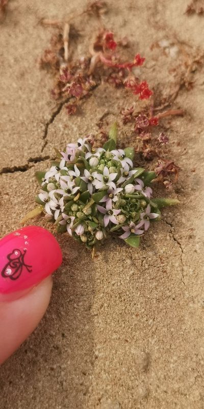 Lobelia quadrisepala, photographed by leandra-k_89