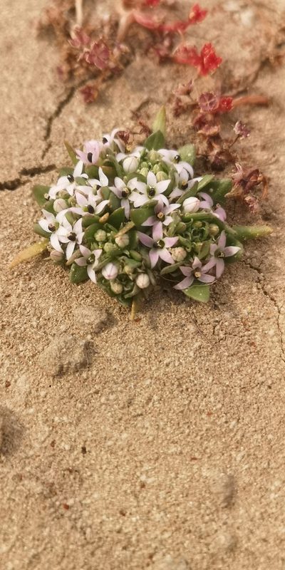 Lobelia quadrisepala, photographed by leandra-k_89
