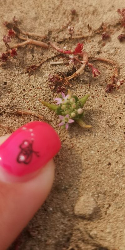 Lobelia quadrisepala, photographed by leandra-k_89