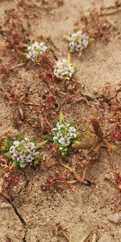 Lobelia quadrisepala, photographed by leandra-k_89