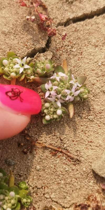 Lobelia quadrisepala, photographed by leandra-k_89