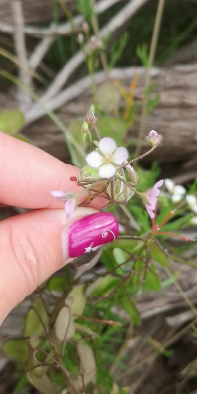 Heliophila suborbicularis, photographed by leandra-k_89
