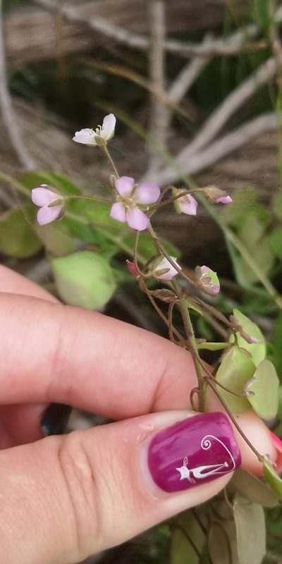 Heliophila suborbicularis, photographed by leandra-k_89