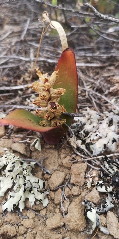 Lachenalia congesta, photographed by leandra-k_89