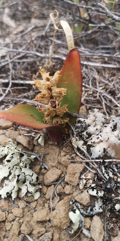 Lachenalia congesta, photographed by leandra-k_89