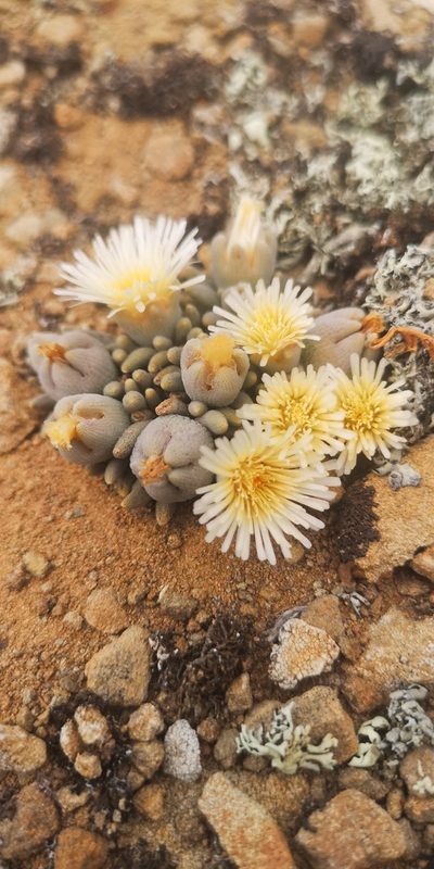 Mesembryanthemum resurgens, photographed by leandra-k_89