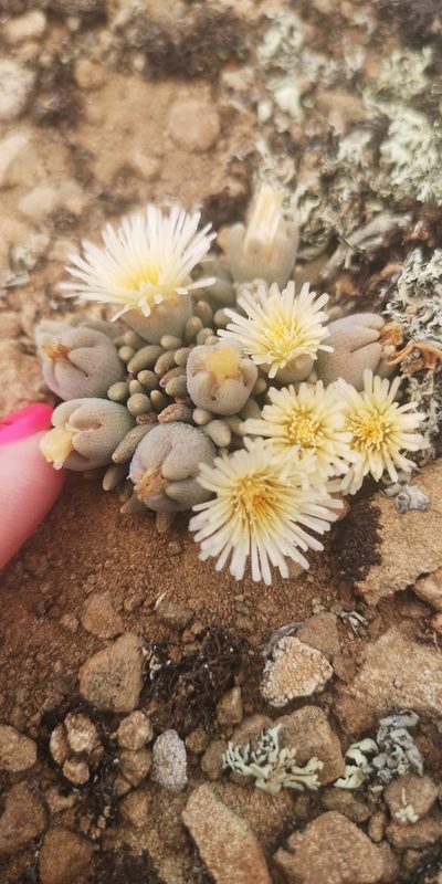 Mesembryanthemum resurgens, photographed by leandra-k_89