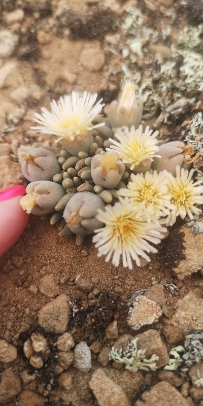 Mesembryanthemum resurgens, photographed by leandra-k_89