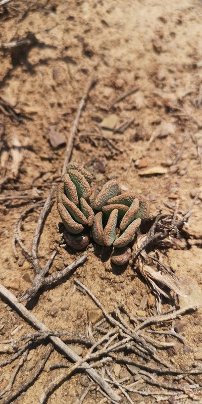 Aloinopsis spathulata, photographed by leandra-k_89
