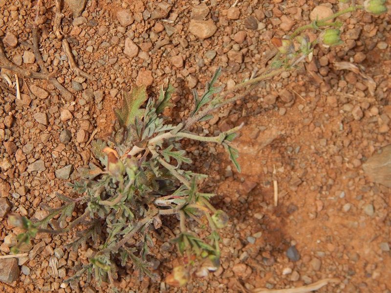 Hermannia pulverata, photographed by melda