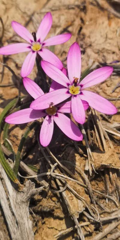 Romulea syringodeoflora, photographed by leandra-k_89