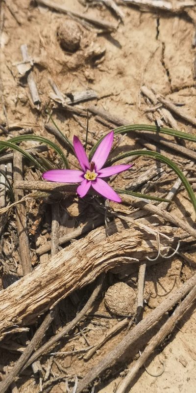 Romulea syringodeoflora, photographed by leandra-k_89