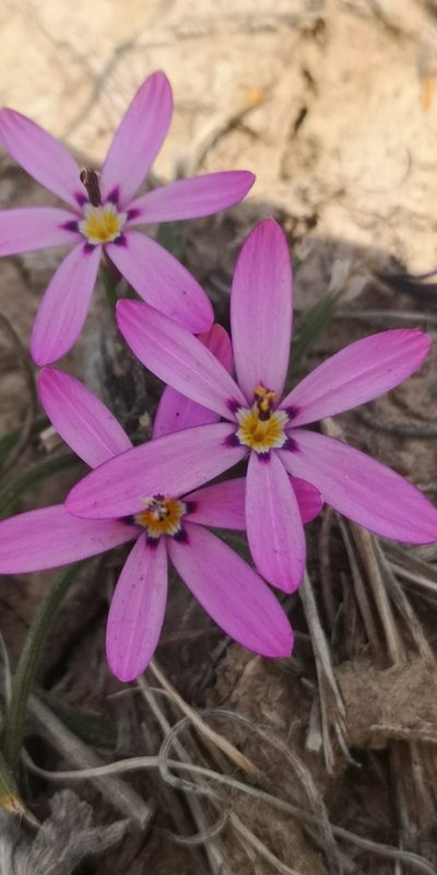 Romulea syringodeoflora, photographed by leandra-k_89