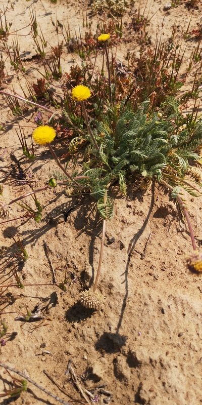 Lasiospermum pedunculare, photographed by leandra-k_89