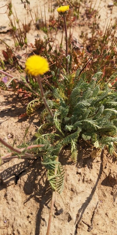 Lasiospermum pedunculare, photographed by leandra-k_89