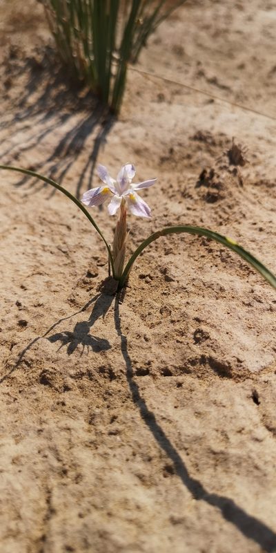 Moraea contorta, photographed by leandra-k_89