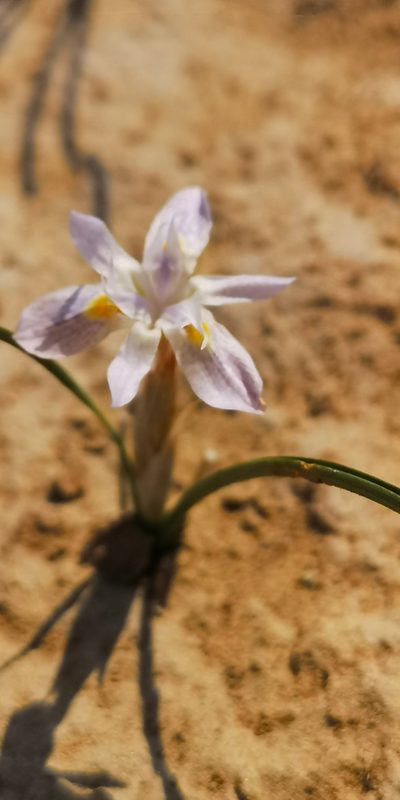 Moraea contorta, photographed by leandra-k_89