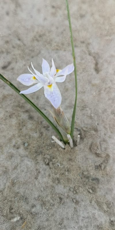 Moraea contorta, photographed by leandra-k_89