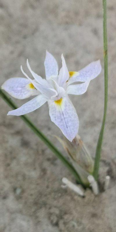 Moraea contorta, photographed by leandra-k_89