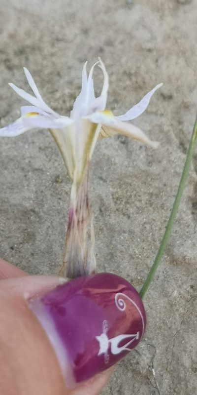 Moraea contorta, photographed by leandra-k_89