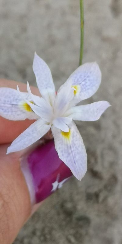 Moraea contorta, photographed by leandra-k_89
