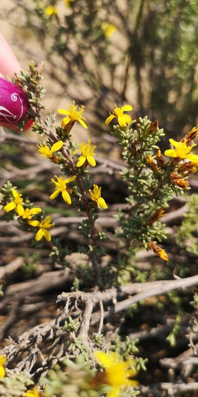 Oedera glandulosa, photographed by leandra-k_89