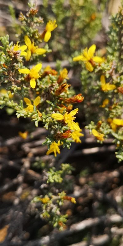 Oedera glandulosa, photographed by leandra-k_89