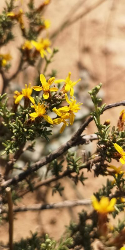 Oedera glandulosa, photographed by leandra-k_89