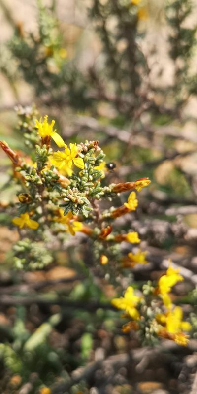 Oedera glandulosa, photographed by leandra-k_89
