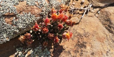 Hereroa concava, photographed by leandra-k_89