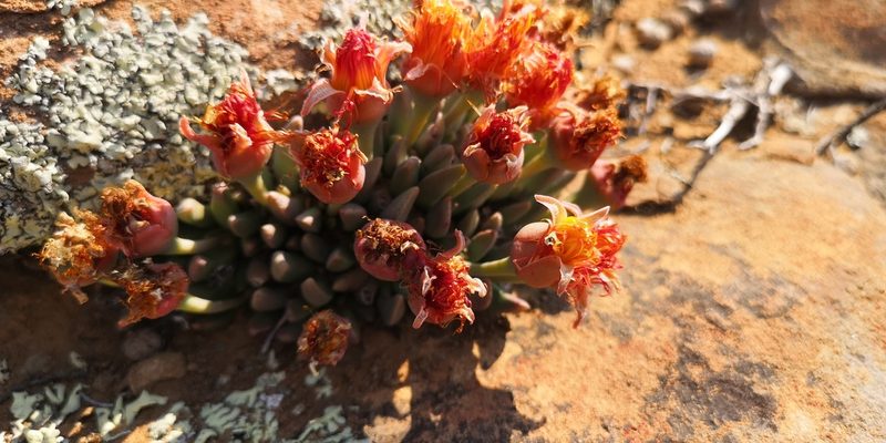 Hereroa concava, photographed by leandra-k_89