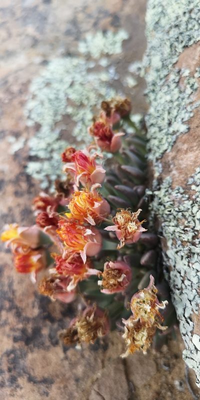 Hereroa concava, photographed by leandra-k_89