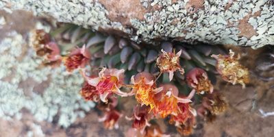 Hereroa concava, photographed by leandra-k_89