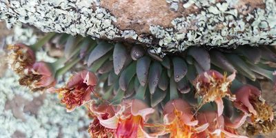 Hereroa concava, photographed by leandra-k_89