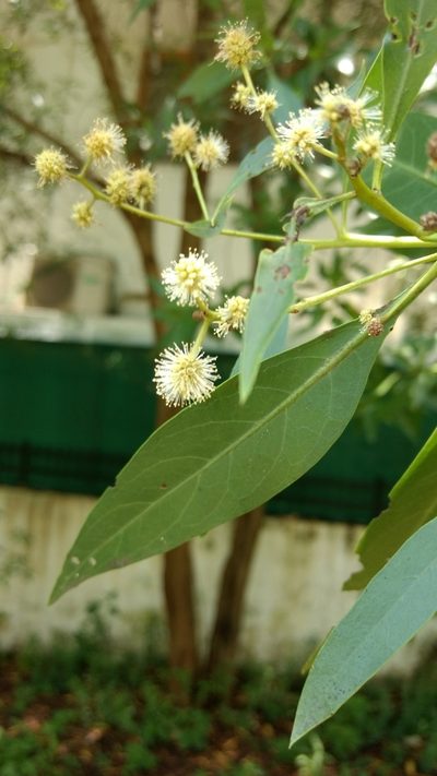 Conocarpus lancifolius, photographed by Ajit Ampalakkad
