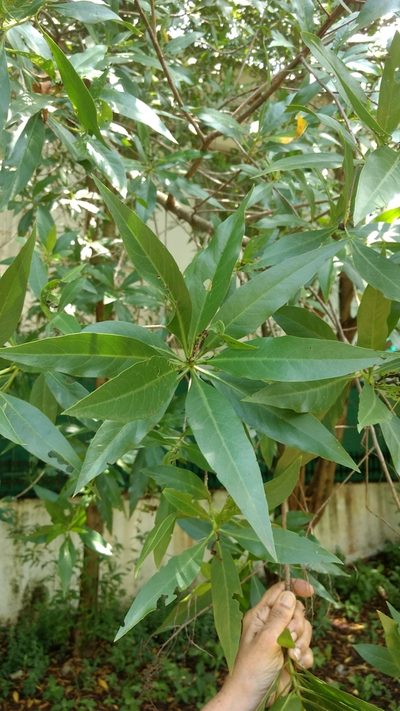 Conocarpus lancifolius, photographed by Ajit Ampalakkad