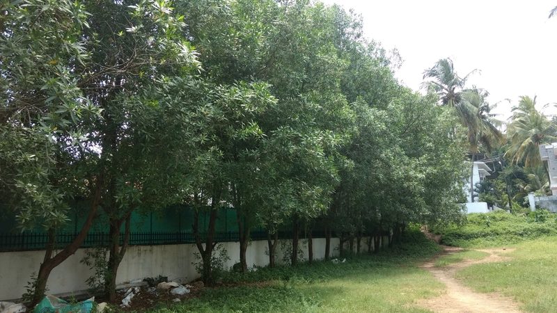 Conocarpus lancifolius, photographed by Ajit Ampalakkad