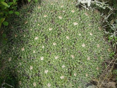 Mammillaria compressa, photographed by Jose Antonio Aranda Pineda