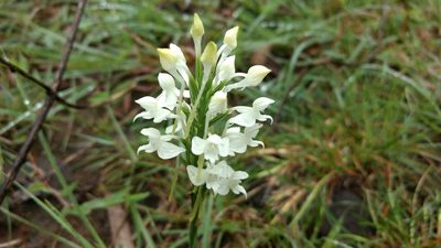 Habenaria roxburghii, photographed by Ajit Ampalakkad